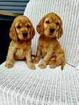 Cocker Spaniel - Pies