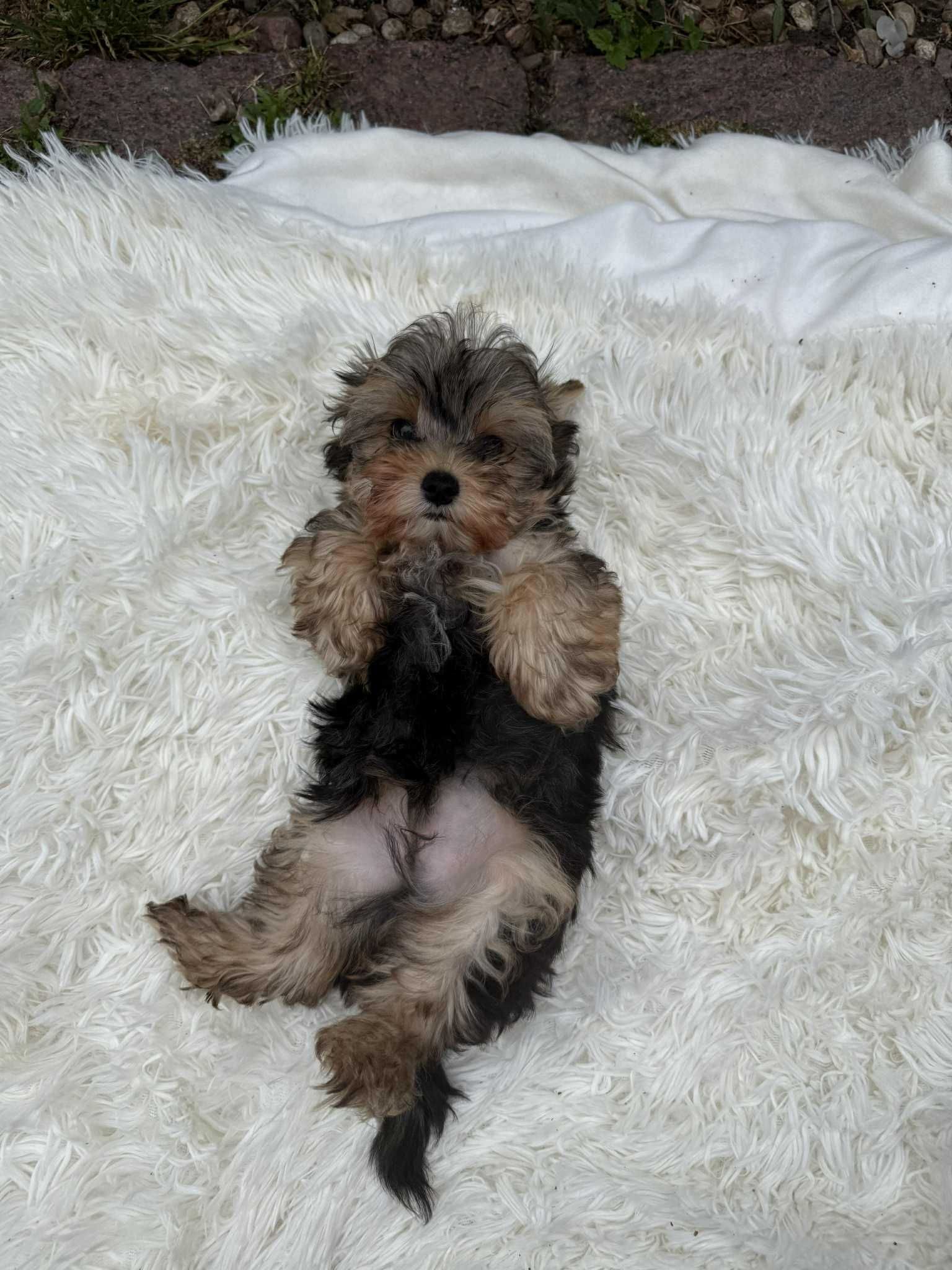 York Yorkshire Terrier słodki chłopczyk Czarno złoty gotowy do odbioru