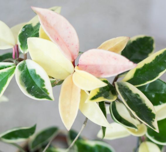 Hoya hoja kolekcjonerskie variegata varie syngonium monstera epi