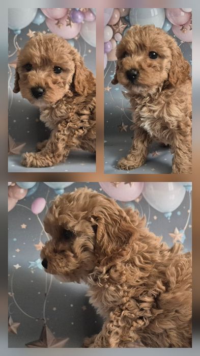 Pudel miniaturowy ZAREZERWOWANA