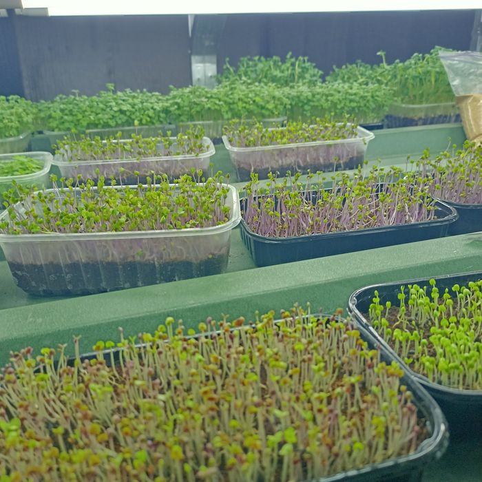 Продам працюючий,перспективний бізнес по вирощуванню мікрозелені  м.Дн