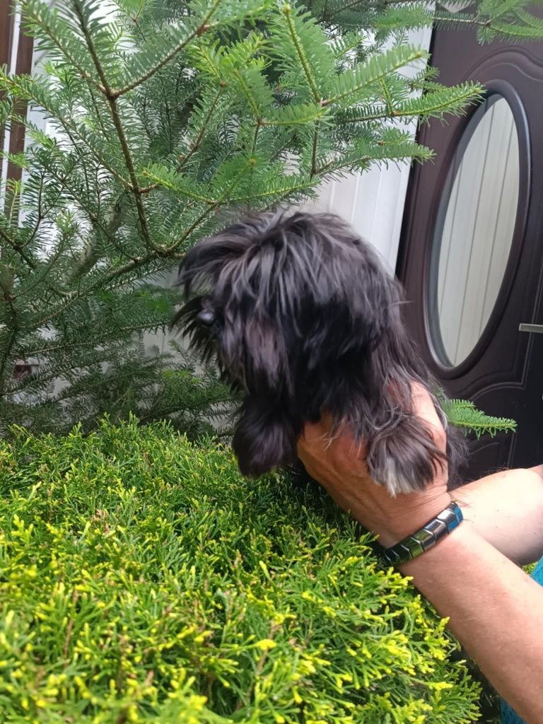 Yorkshire terrier sunia Black 6 miesięcy rodowód