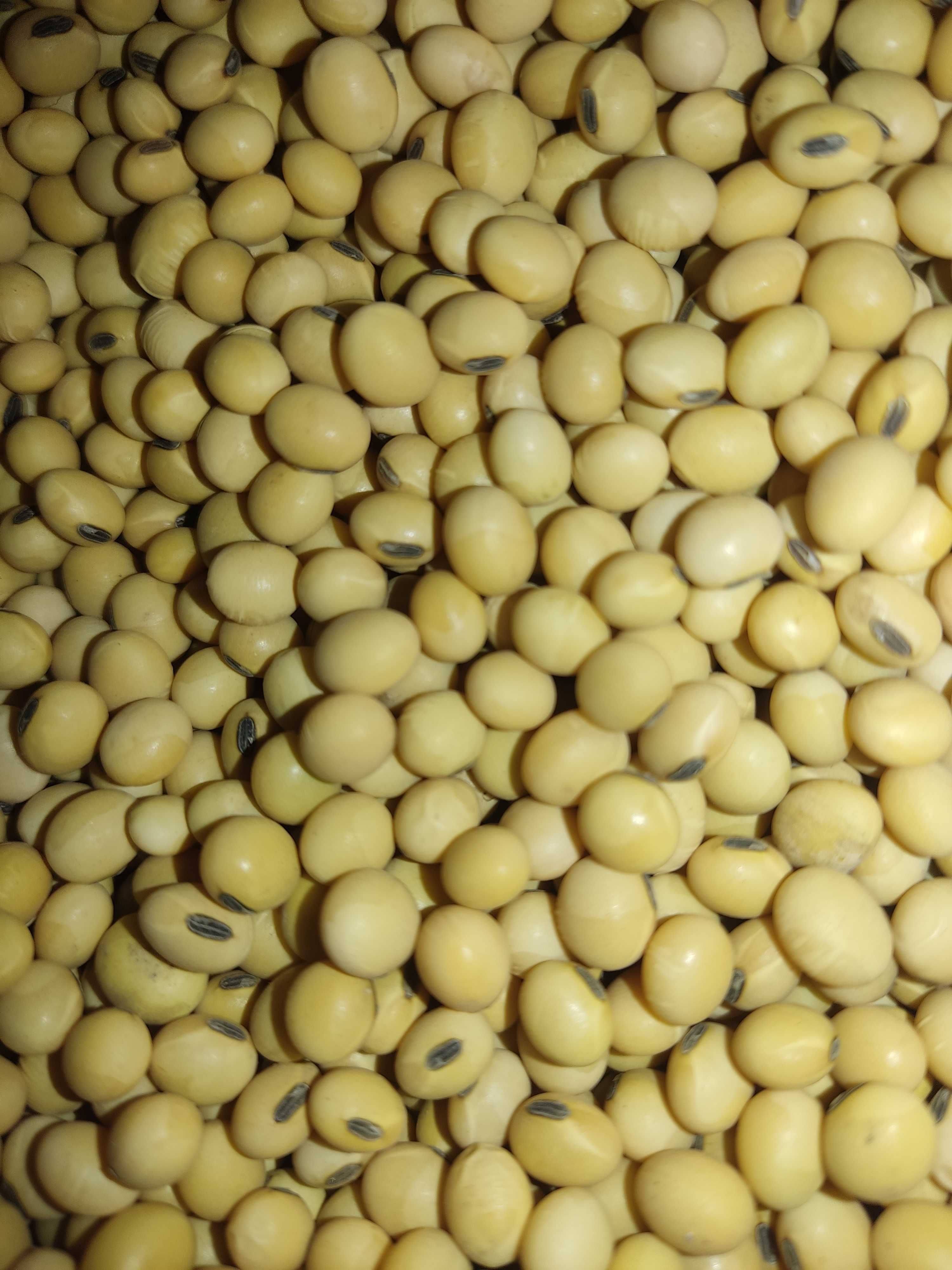 Продам насіння сої PS 0035 NR2 та Канзас, ГМО соя, соя під раундап