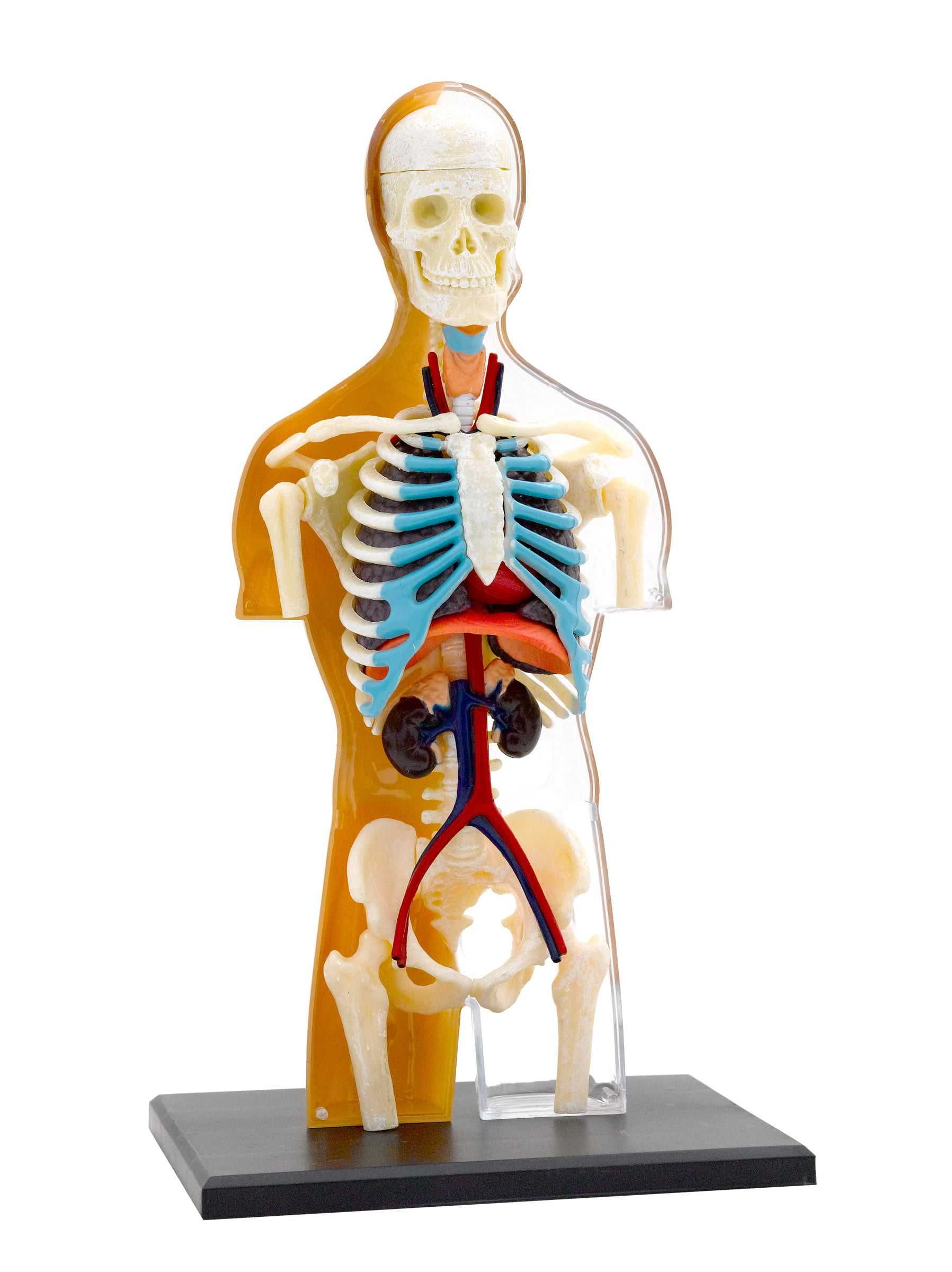 Corpo Humano Anatomia ENVIO GRATUITO