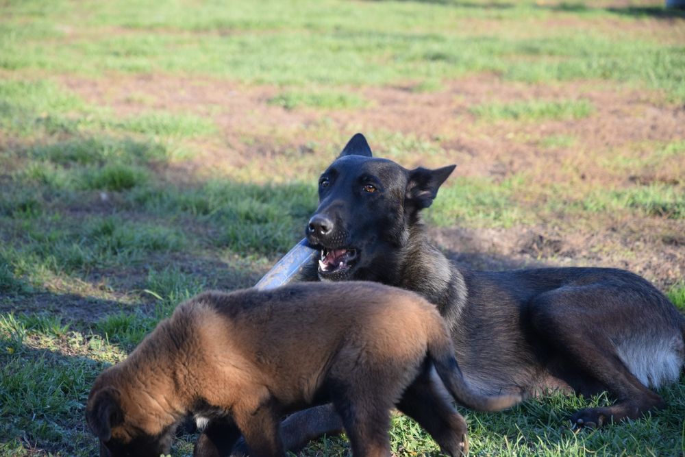Owczarek Belgijski Malinoijs Suczka FCI