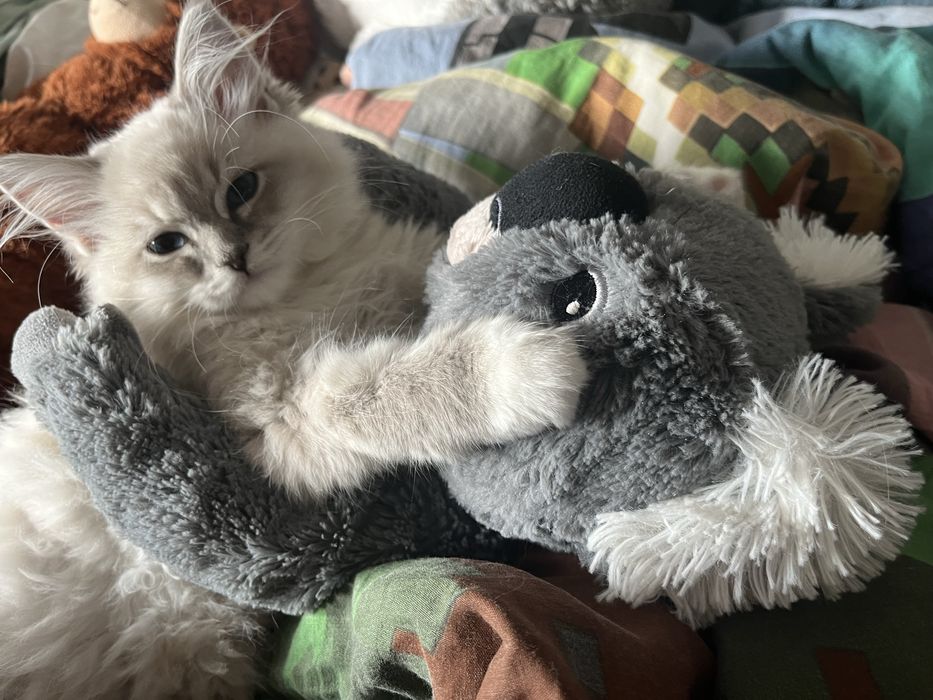 Kotka z rodowodem Ragdoll