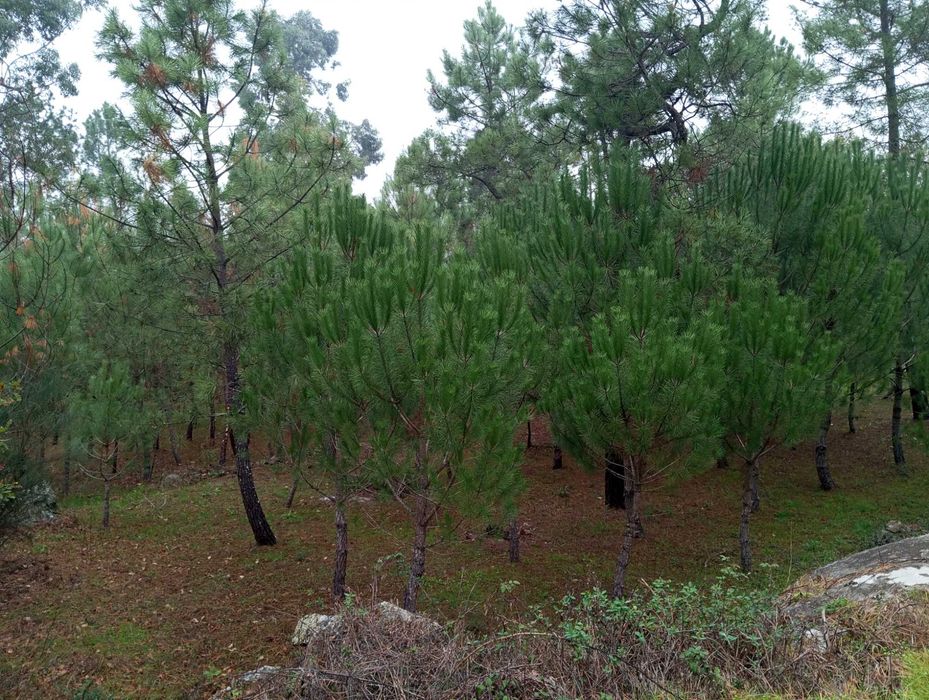 Terreno com pinhal para construção