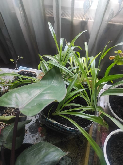 Віддам безкоштовно вазони з рослинами