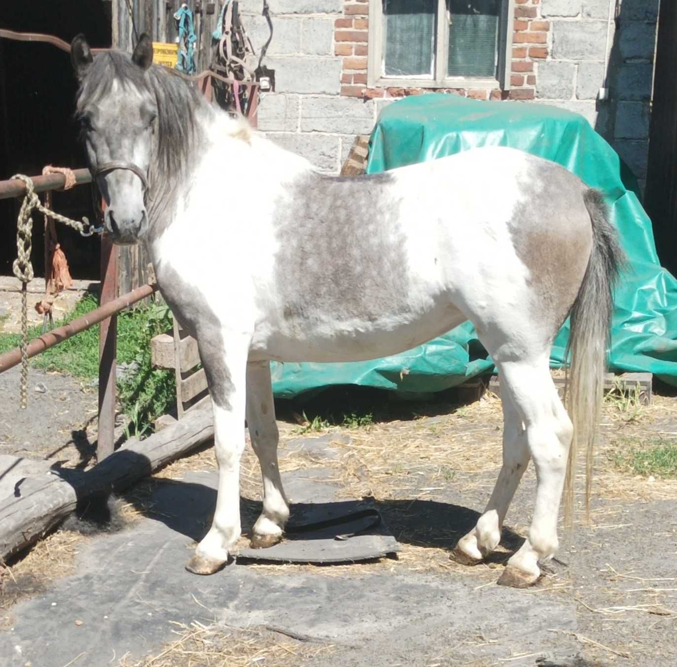 Sprzedam klacz pony