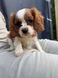 Suczka Cavalier King Charles Spaniel