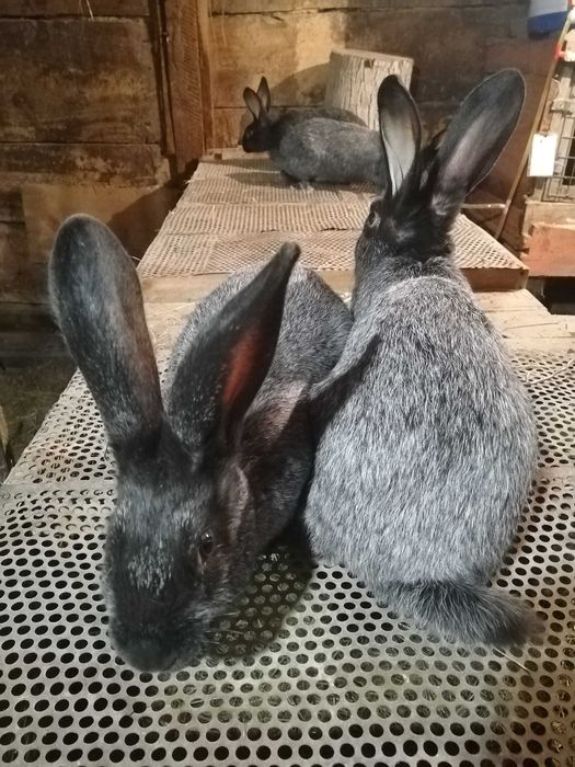 Продам кролів Потавське срібло