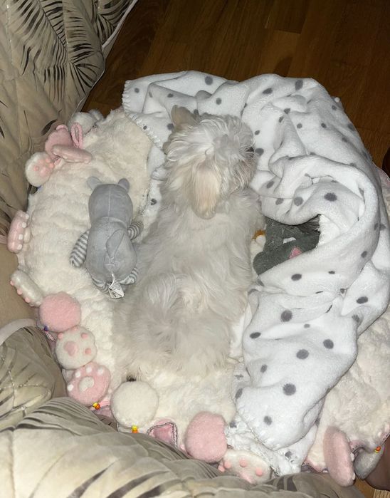 Maltańczyk suczka mini zkwp fci