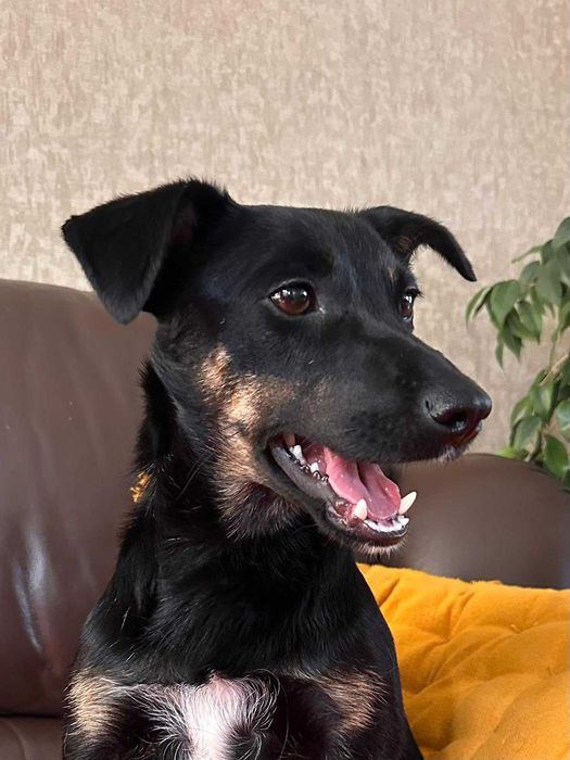 Pokochaj Tami! Delikatna suczka do adopcji!