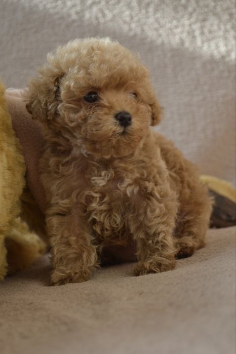 Дівчинка краса той пудель, карамель.тікап