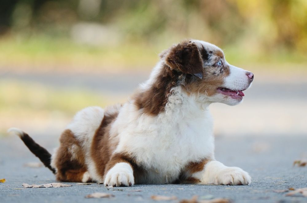 Piesek miniaturowy owczarek amerykański ZKwP/FCI