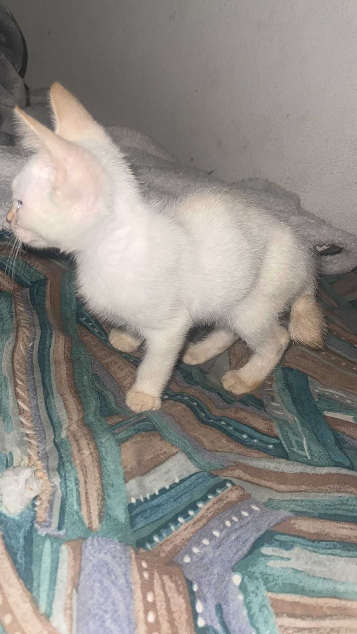 Adote um amigo de quatro patas