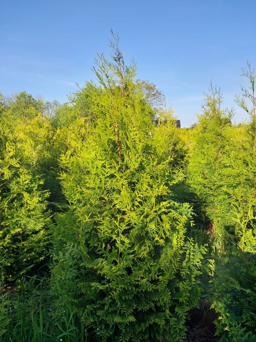 Tuja brabant,brabant Gold 120/300cm ,formowane