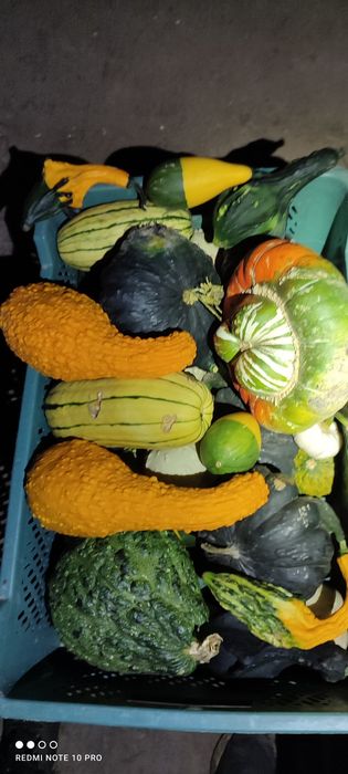 Kapusta szatkowana z własnego gospodarstwa