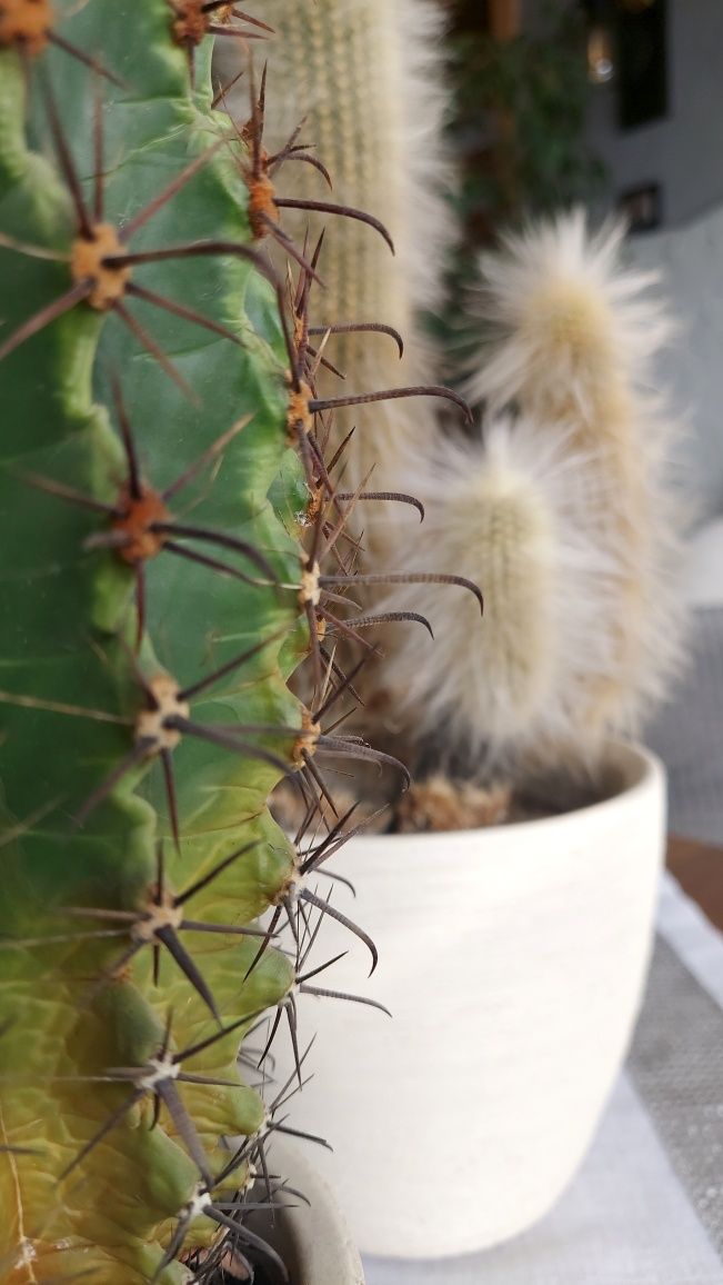 Kaktusy w doniczkach ceramicznych.