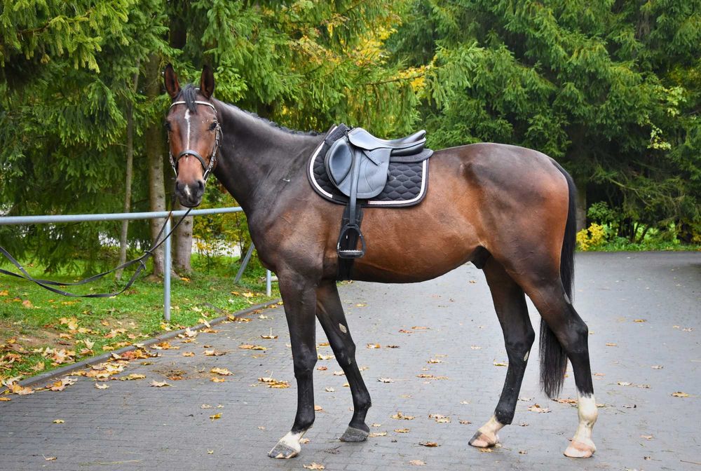 Sprzedam młodego, perspektywicznego wałacha do ujeżdżenia lub wkkw