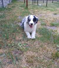 Piesek rasy Border Collie