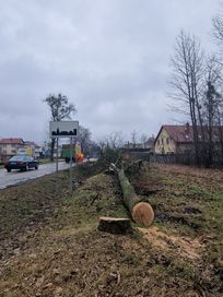 Wycinka drzew, Zrywka, Mulczowanie, Skup lasów na pniu