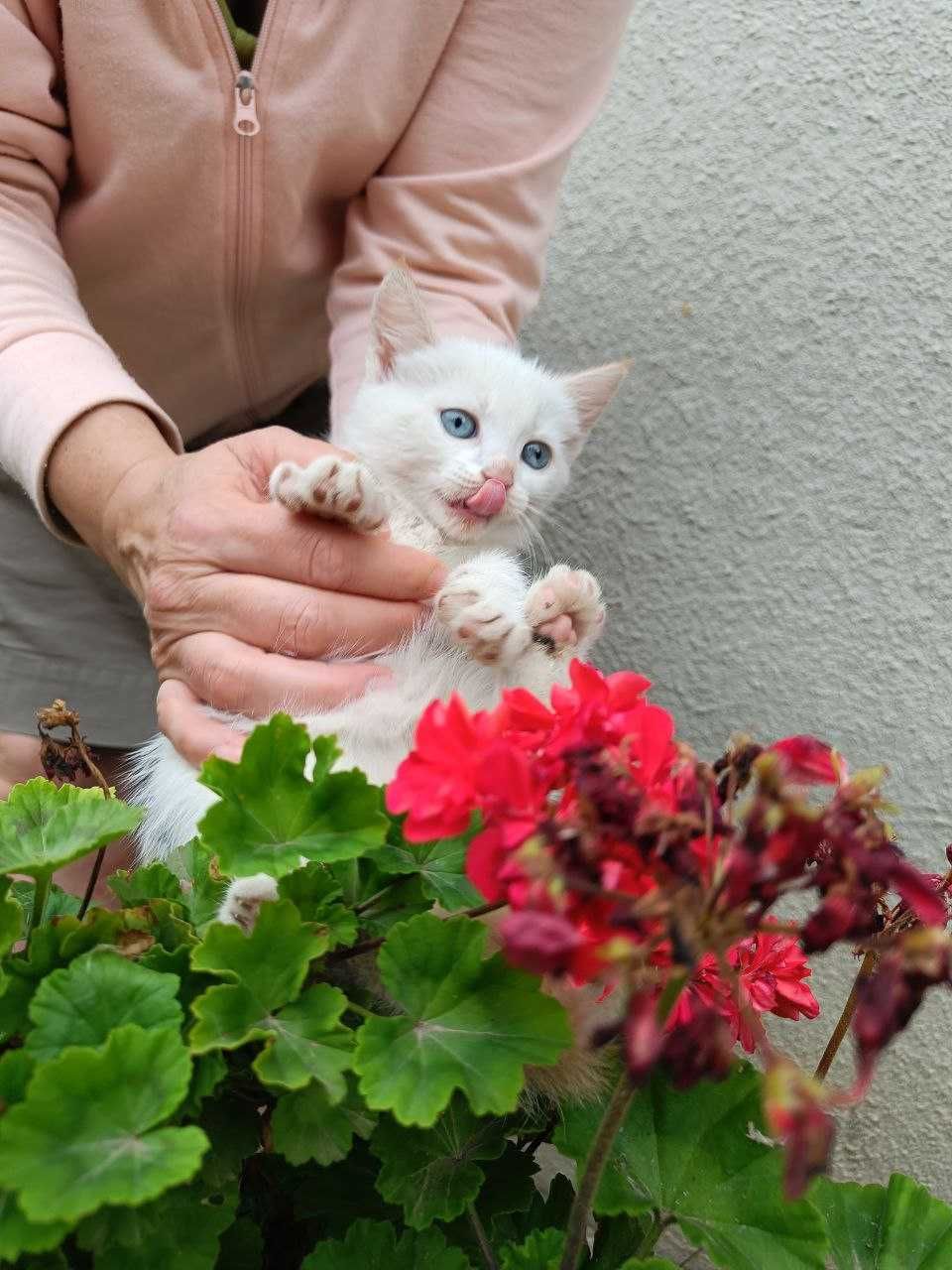 Кошеня-дівчинка, 3 міс. шукає дім