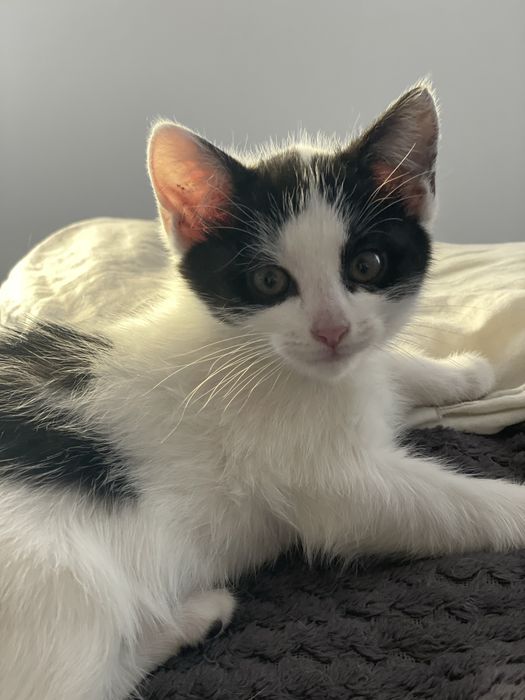 Malutki kotek szuka domku