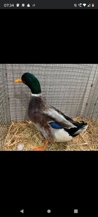 Kaczorek Staropolski Zapraszam !!!