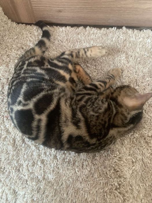 Бенгальске кошеня хлопчик 5міс