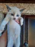Gatinhos para adoção