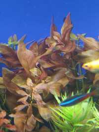 Ludwigia repens rubin