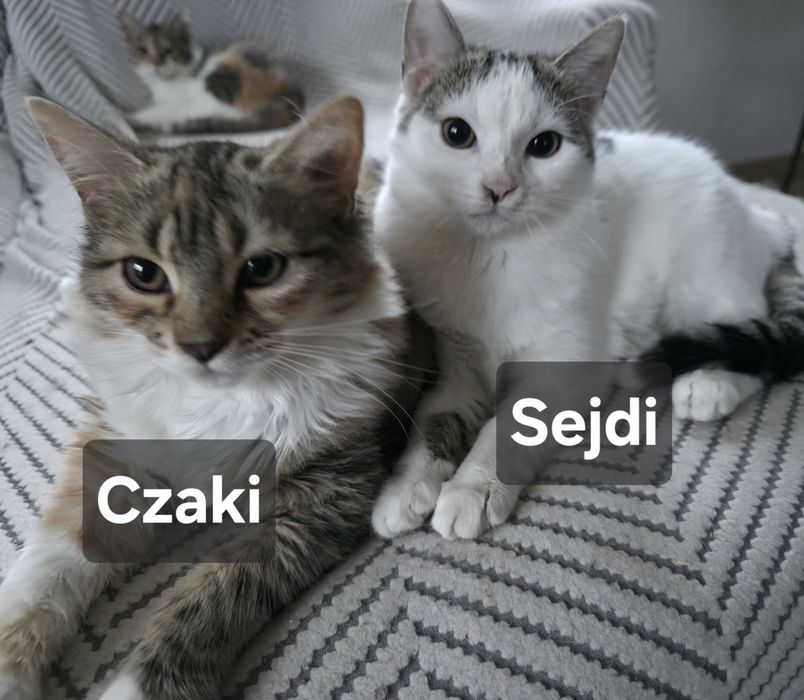 Słodziaki szukają nowego domu