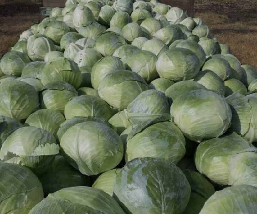 Продам капусту Агресор