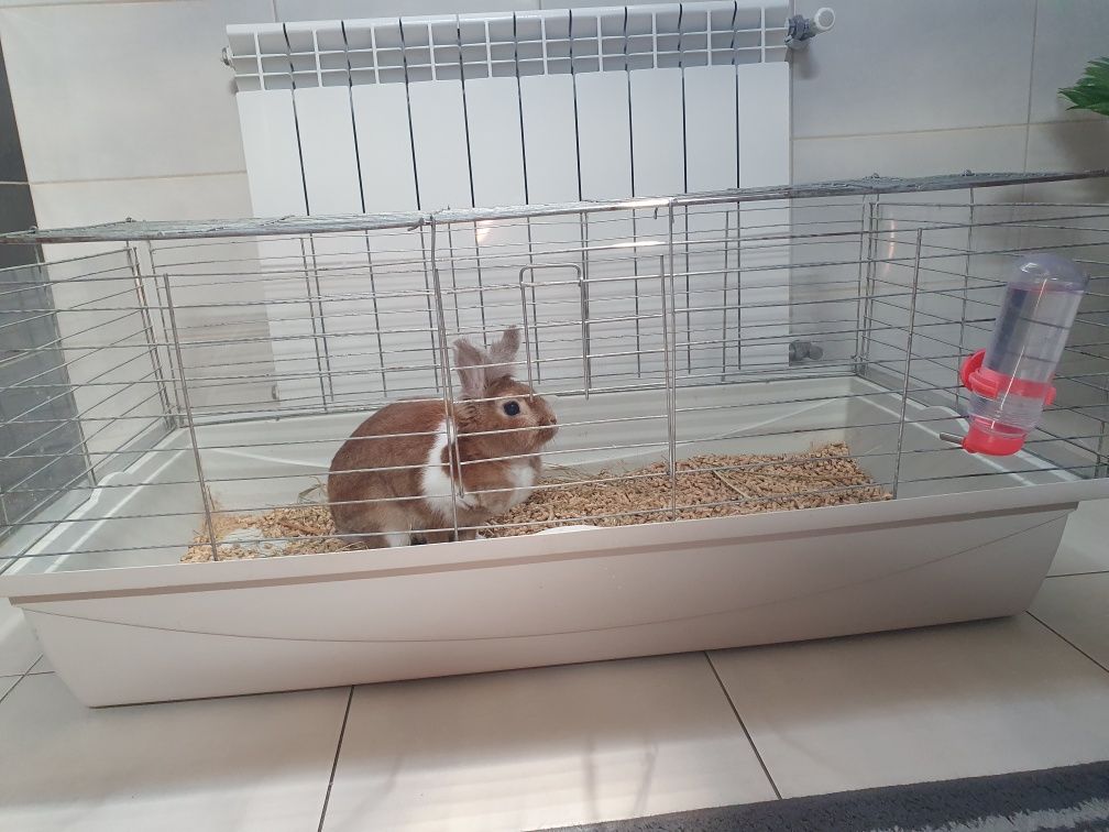 Oddam dorosłego królika miniaturkę.
