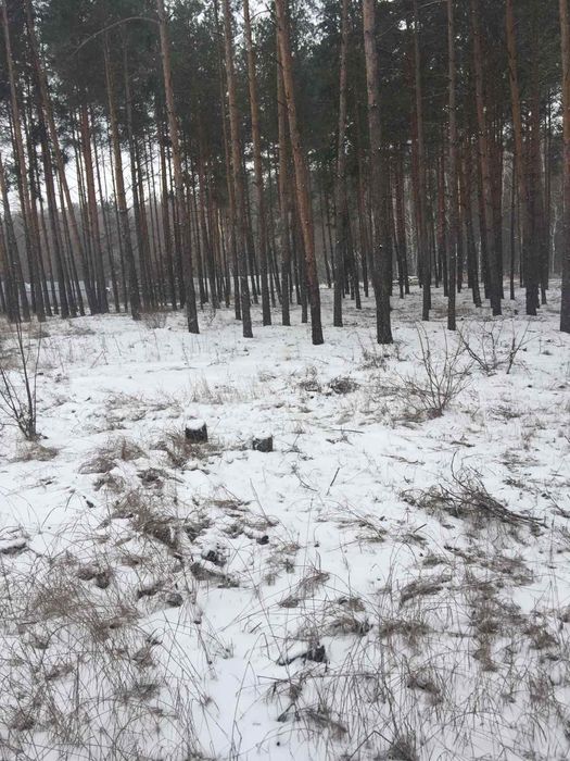 Участок 78 соток, обводной канал, Киевское море, сосновый лес