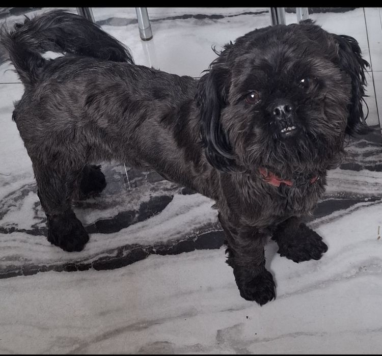 Piesek Shih tzu reproduktor