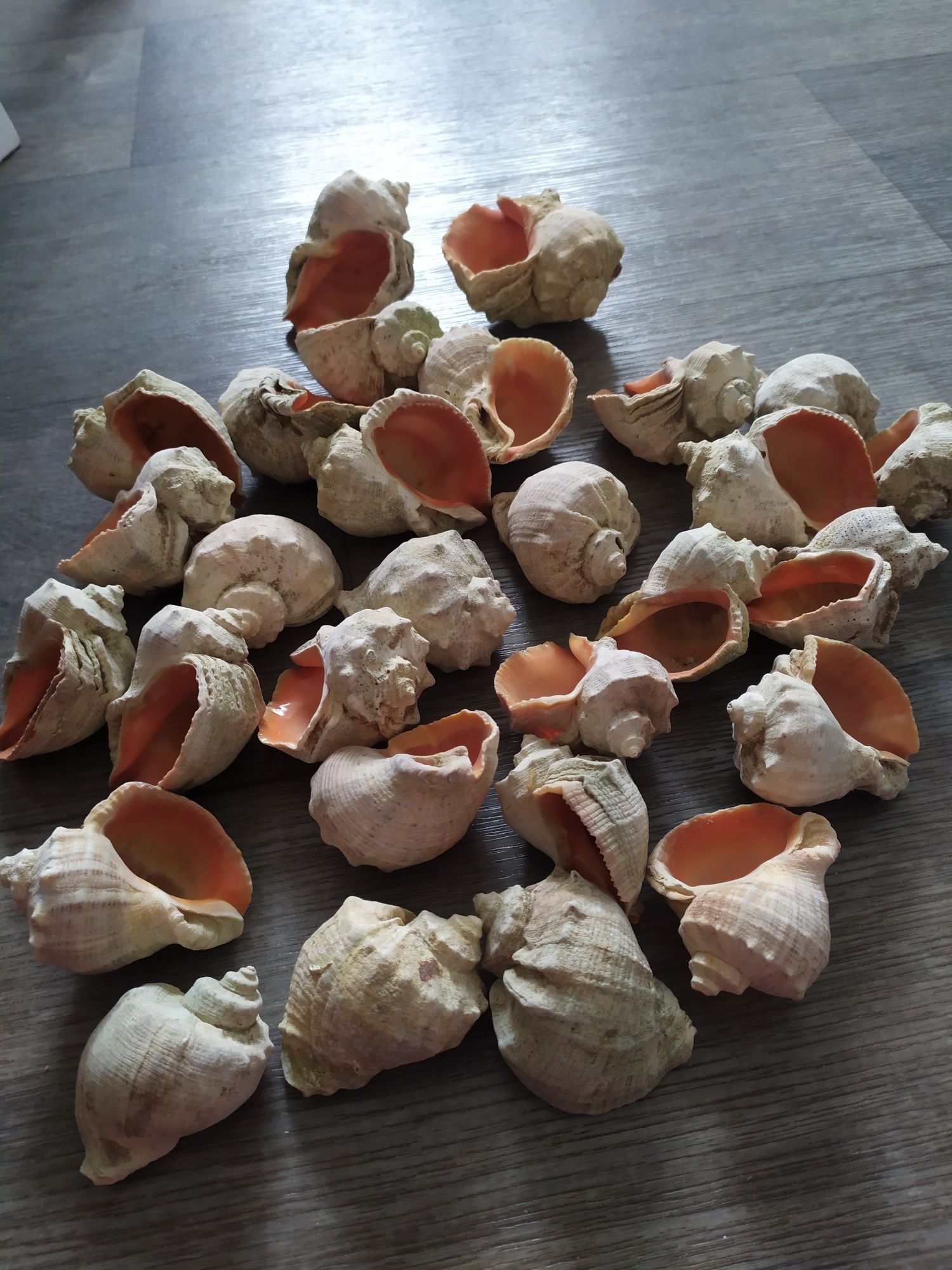 Продаются морские ракушки.30 штук.