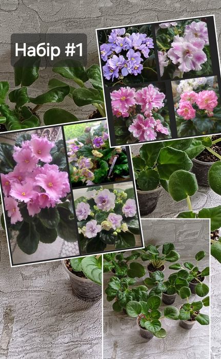 Набір діток фіалочок