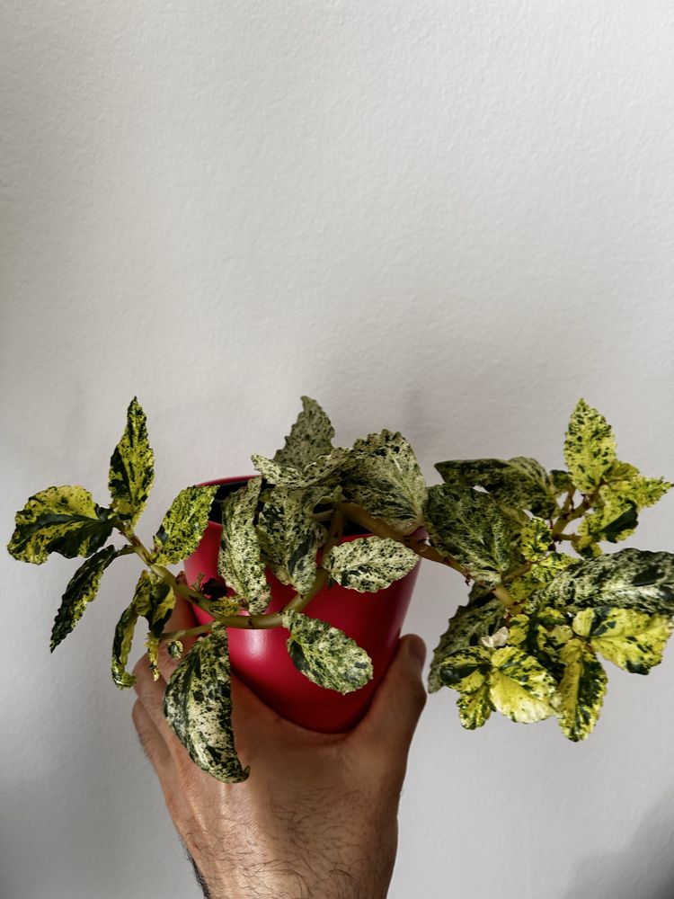 “Begonia” Pellionia Repens Variegata