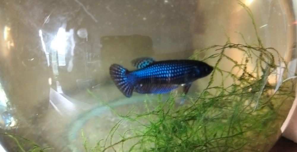 Bettas allien fêmea  3 - 20€
