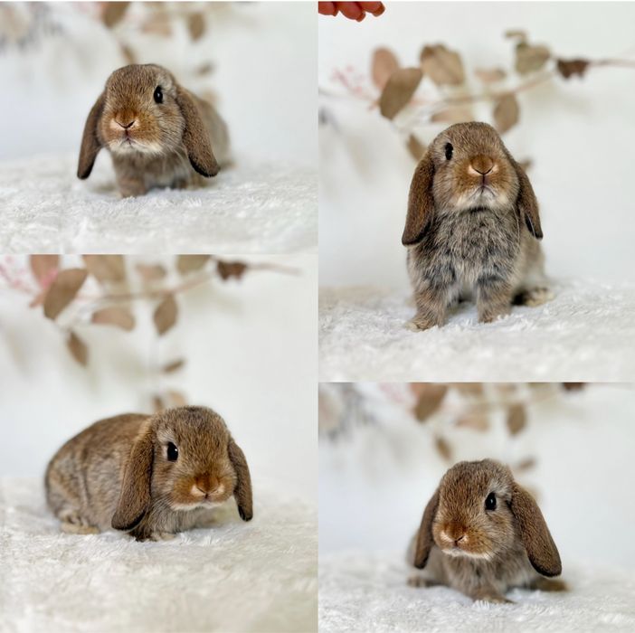 Króliczek Króliczki mini lop oraz Karzełki Teddy