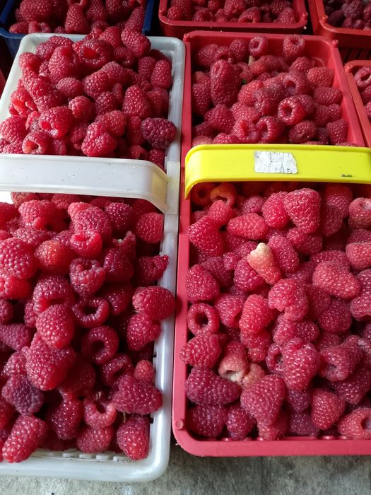 Witam sprzedam sadzonki maliny polonez i poemat