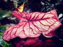 Caladium Alocasia Pink NoID Volcano plant różowe Monstera Syngonium