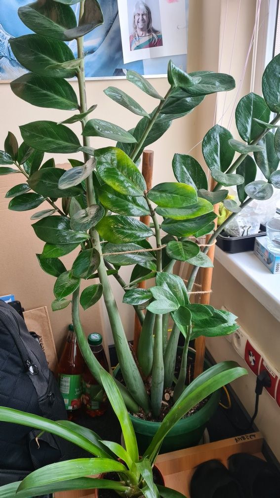 Zamioculcas  Zamiokulkas duży 100cm