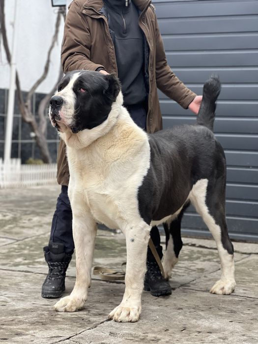 Цуценята алабая.