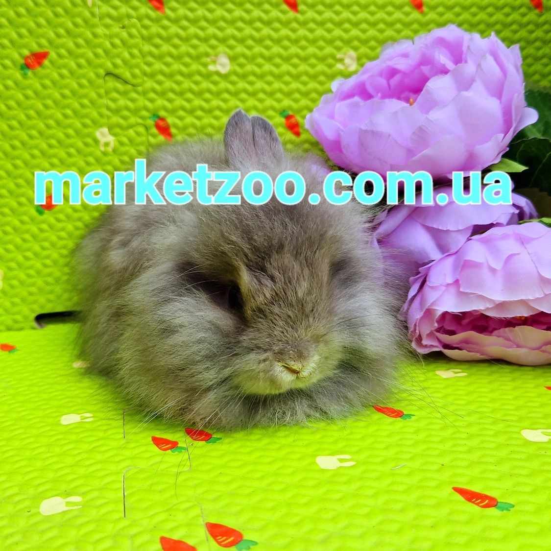 mini angora мини ангора мiнi ангорський кролик карликовые кролики