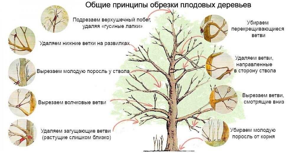 Обрезка деревьев в Вашем Саду.