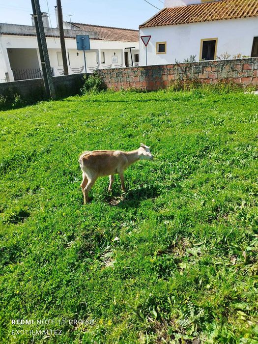 Vendo Cabras e bodes