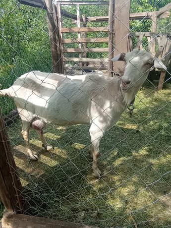 Продам дійну англонубійську козу